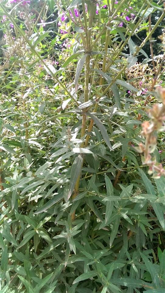 Lythrum salicaria

               Gewöhnlicher Blutweiderich — Ort: bei Güdesweiler