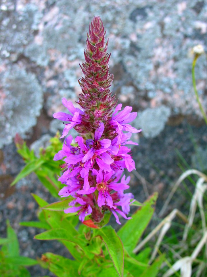 Lythrum salicaria, photo taken in Sweden