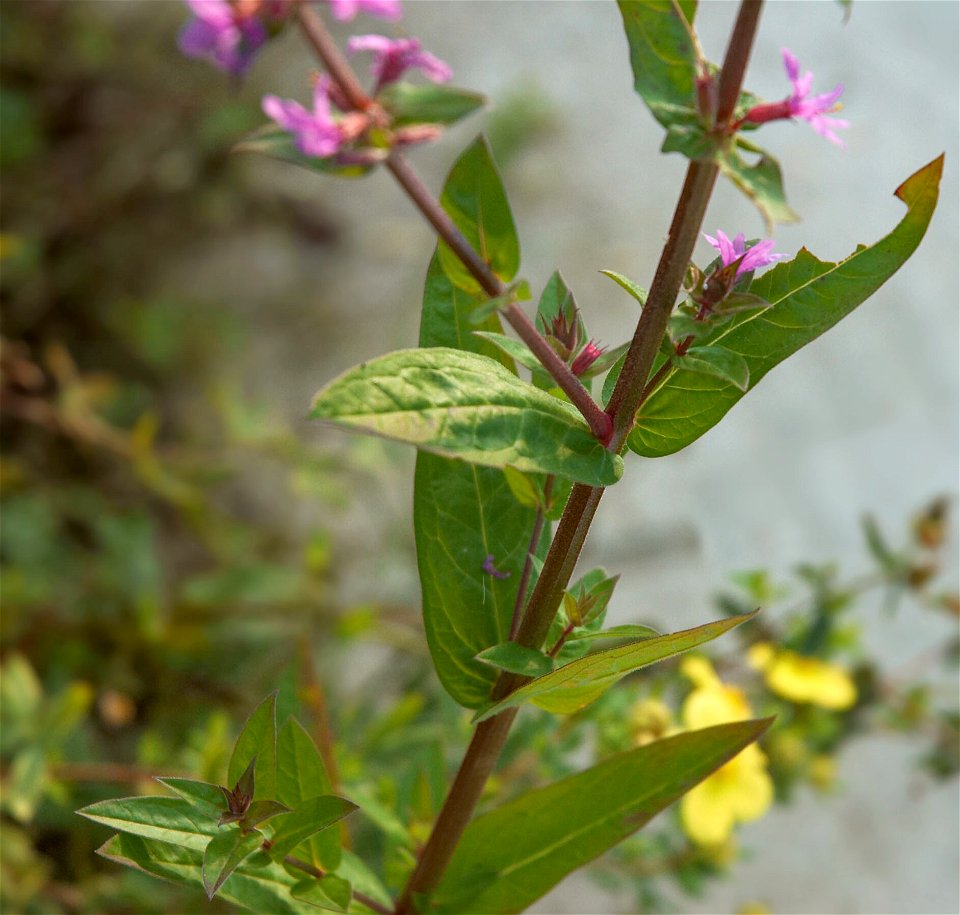 Purple loosestrife photo