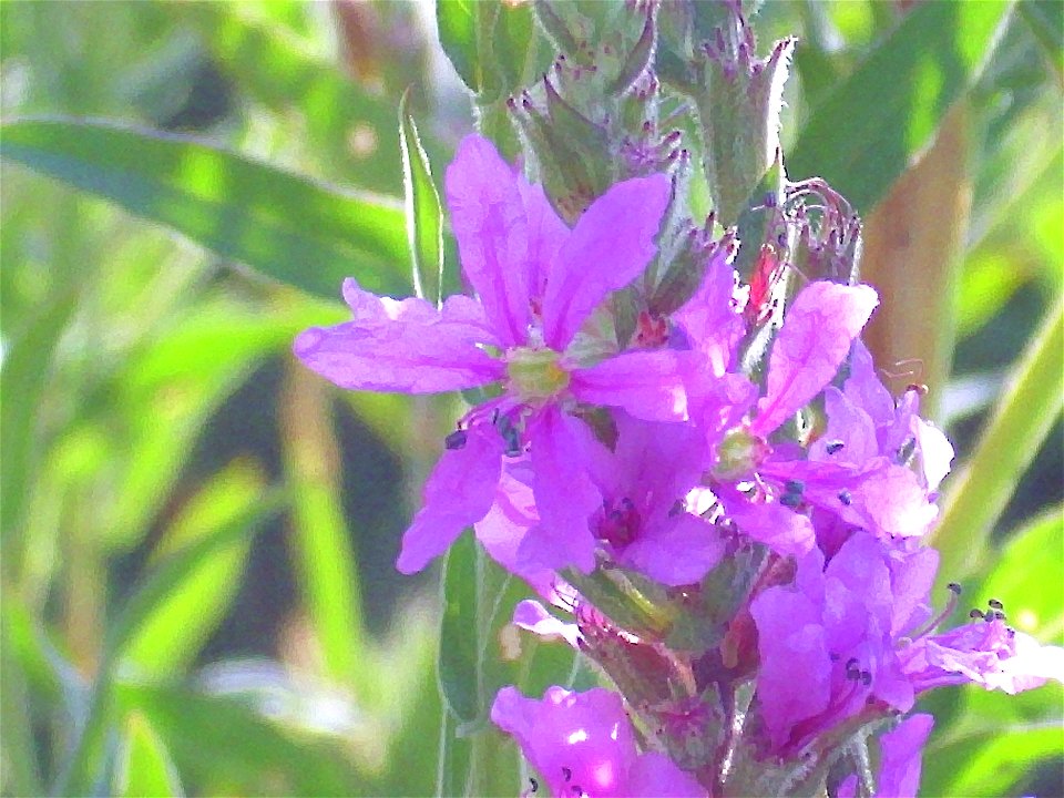 Lythrum salicaria close up, Jabalon river Campo de Calatrava, Spain
