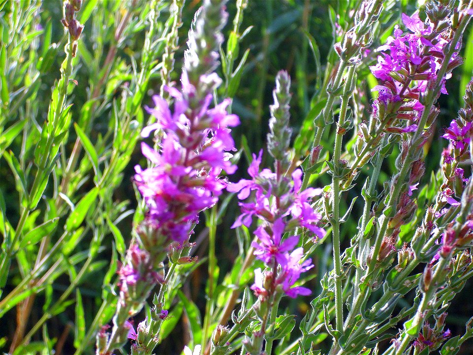 Lythrum salicaria flowers stem, Jabalon river Campo de Calatrava, Spain