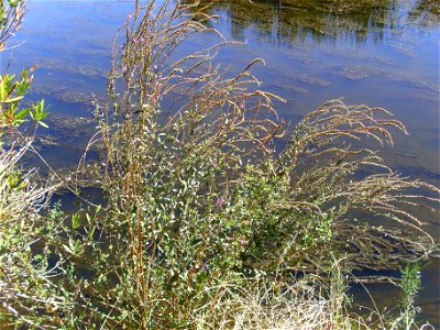 Lythrum salicaria var. tomentosum habit, río Fresnedas, Spain photo