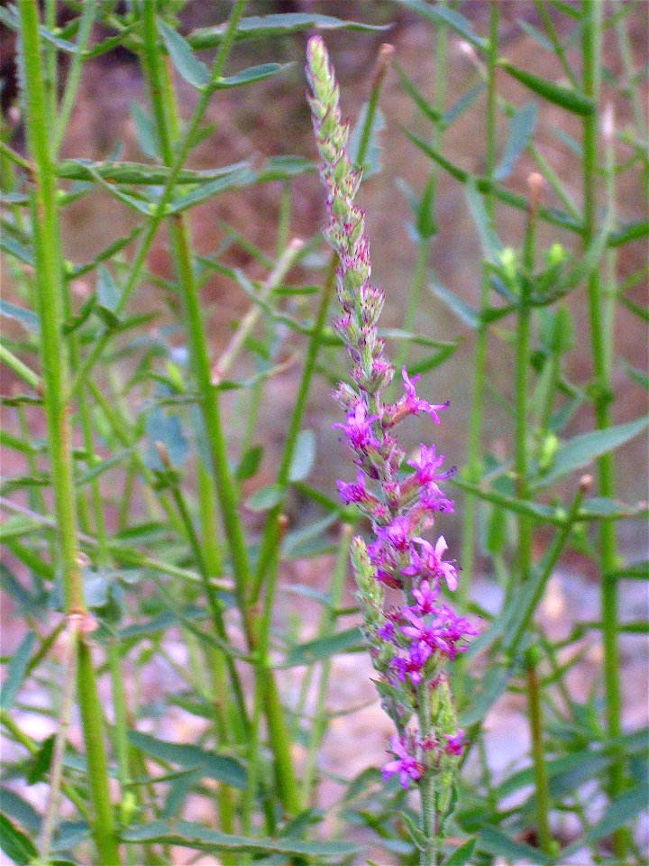 Lythrum salicaria var. tomentosum flowers close up, Río Fresnedas, Spain