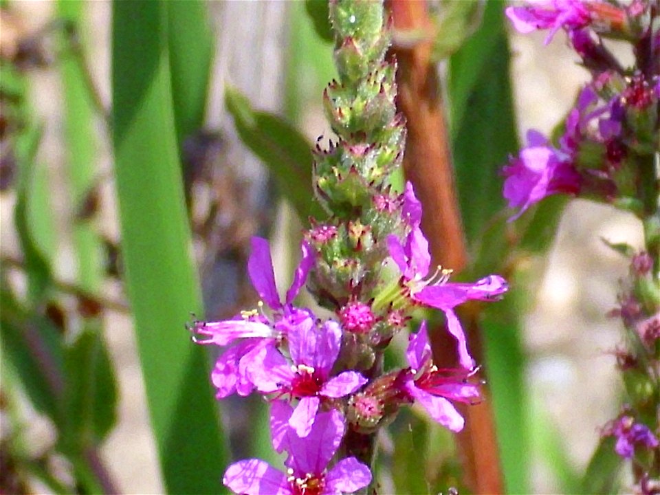 Lythrum salicaria var. tomentosum, Sierra Madrona, Spain