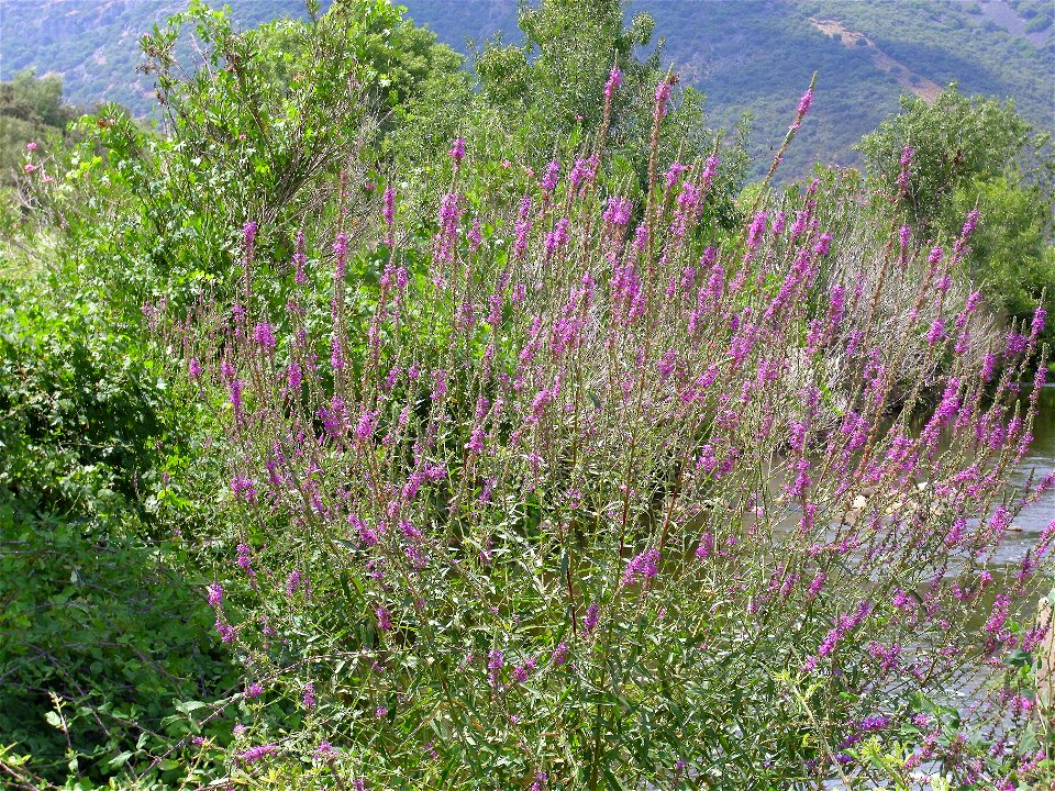 Lythrum salicaria var. tomentosum, habit, Sierra Madrona, Spain