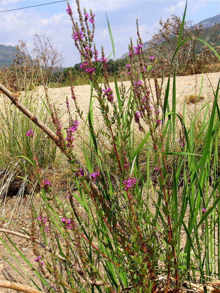 Lythrum salicaria var. tomentosum habit, Sierra Madrona, Spain