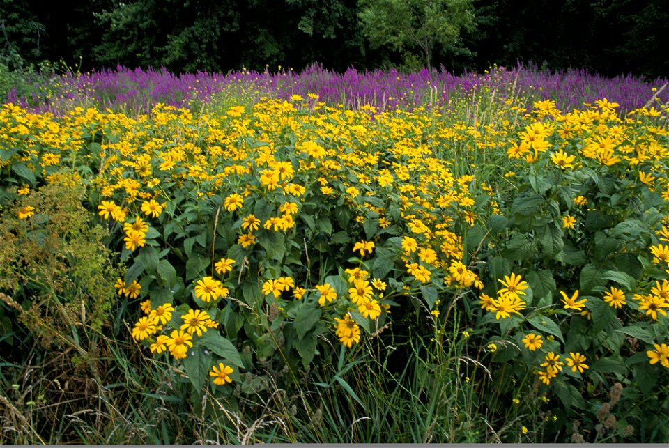 Image title: Wildflowers and purple loosestrife an invasive species
Image from Public domain images website, http://www.public-domain-image.com/full-image/flora-plants-public-domain-images-pictures/fl