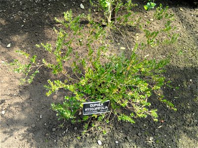 Cuphea hyssopifolia. Botanical specimen on the grounds of the Villa Taranto (Verbania), Lake Maggiore, Italy.