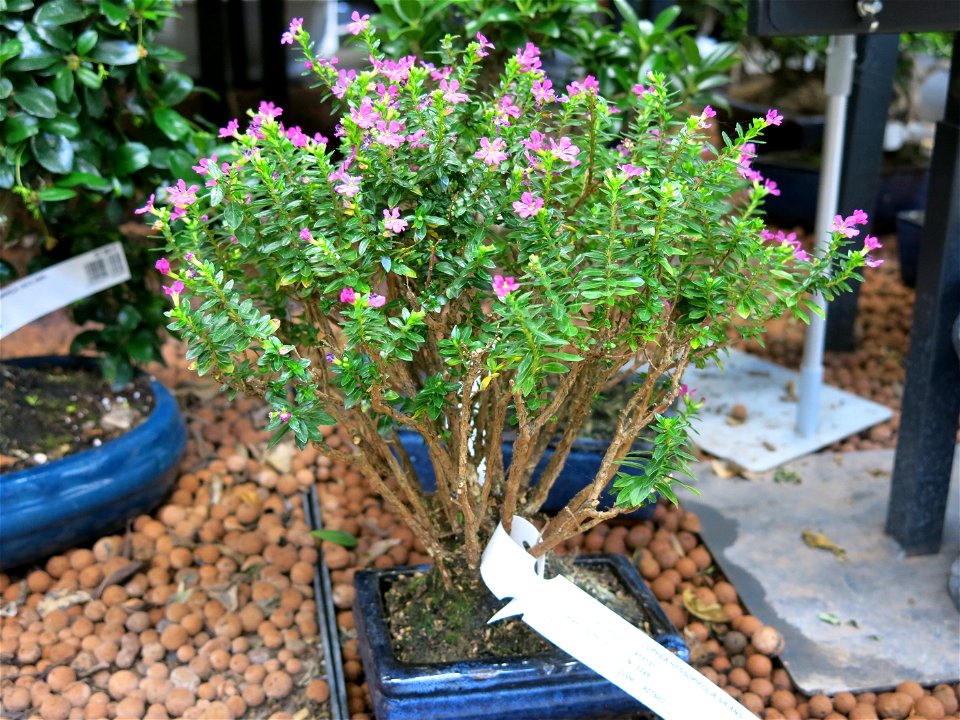 Cuphea hyssopifolia bonsai. 5-6 years old. Identified by botanic label.