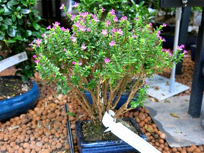 Cuphea hyssopifolia bonsai. 5-6 years old. Identified by botanic label.