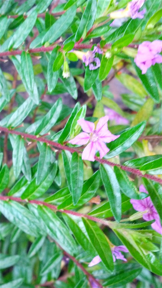 Leaves and flower of Mexican heather, Cuphea hyssopifolia. Picture taken July 7, 2015 in Houston, Texas.