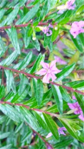 Leaves and flower of Mexican heather, Cuphea hyssopifolia. Picture taken July 7, 2015 in Houston, Texas.