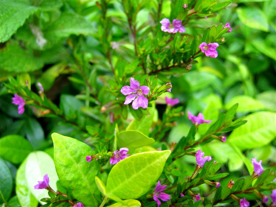 Cuphea flowers (Cuphea hyssopifolia) in a residential backyard in southern California. Background leaves include leaves from the mint and the star jasmine.