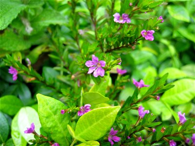 Cuphea flowers (Cuphea hyssopifolia) in a residential backyard in southern California. Background leaves include leaves from the mint and the star jasmine.