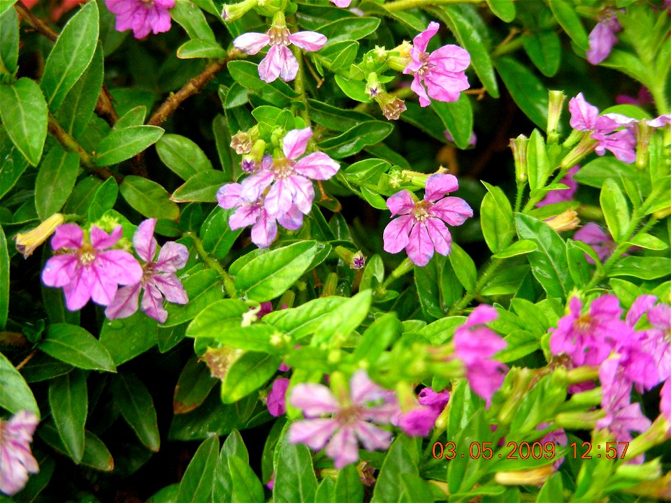 Small_Flower_(About_2_cm) in My own House. After Rain I clicked this Photo.