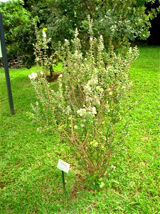 Metrosideros polymorpha in Lyon Arboretum, Hawaii, USA.