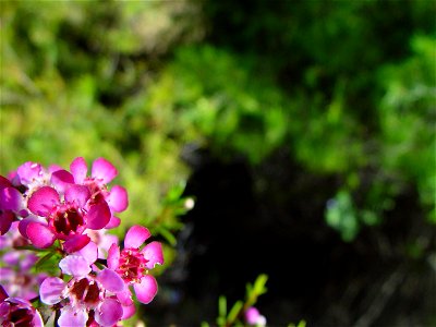 Image title: Bright pink geraldotn wax blooms against dark background Image from Public domain images website, http://www.public-domain-image.com/full-image/flora-plants-public-domain-images-pictures/ photo