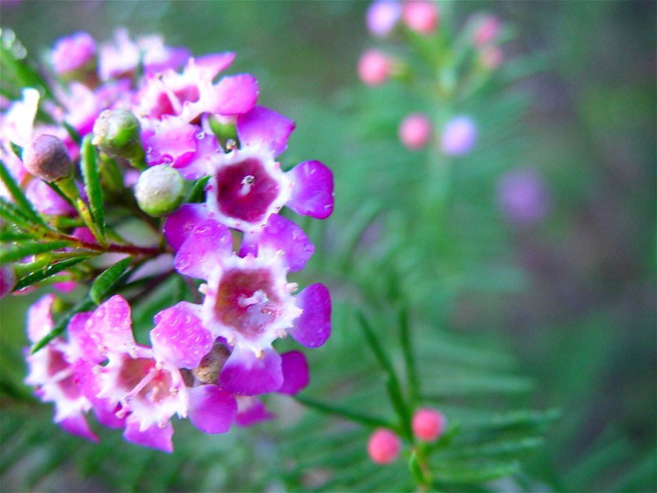 Image title: Bright purple geraldton wax with dew carramar
Image from Public domain images website, http://www.public-domain-image.com/full-image/flora-plants-public-domain-images-pictures/flowers-pub