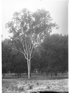 Eucalyptus Citriodora Specimen, Botanic Gardens photo