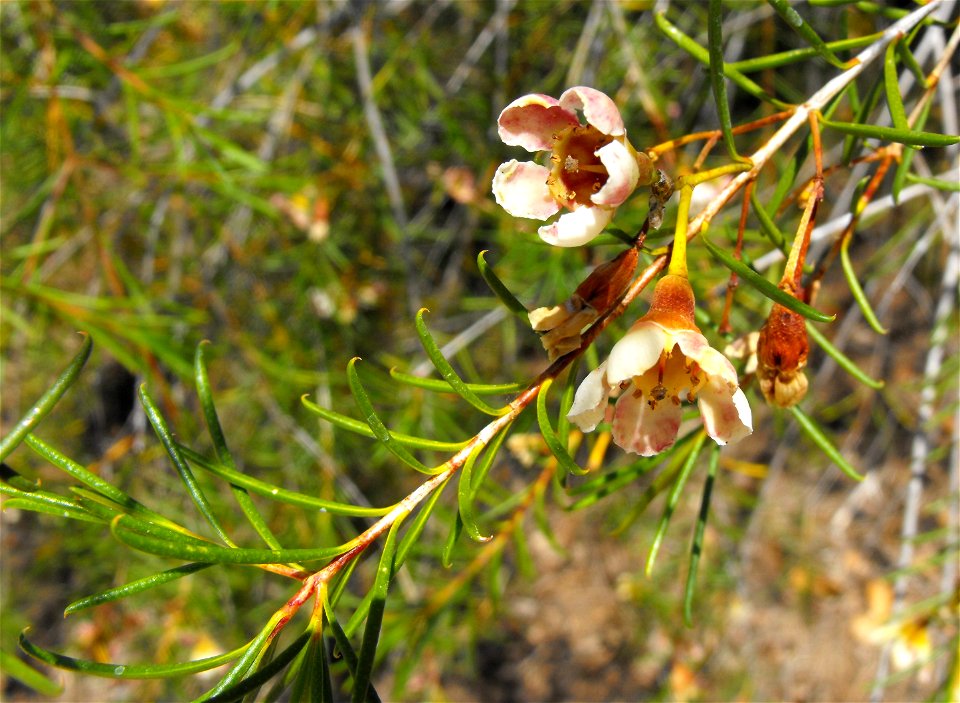 Chamelaucium unciniatum at the Water Conservation Garden at Cuyamaca College in El Cajon, California, USA.