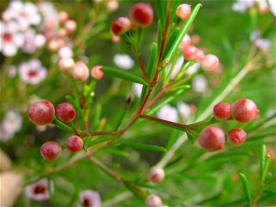 Image title: Geraldton wax buds Image from Public domain images website, http://www.public-domain-image.com/full-image/flora-plants-public-domain-images-pictures/flowers-public-domain-images-pictures/ photo
