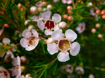 Image title: Geraldton wax blossoms Image from Public domain images website, http://www.public-domain-image.com/full-image/flora-plants-public-domain-images-pictures/flowers-public-domain-images-pictu photo