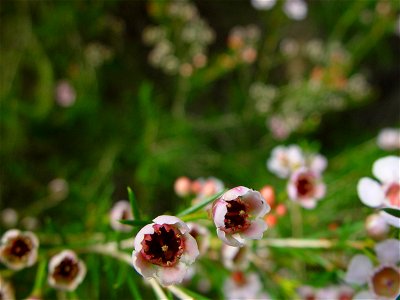 Image title: Geraldton wax flowers Image from Public domain images website, http://www.public-domain-image.com/full-image/flora-plants-public-domain-images-pictures/flowers-public-domain-images-pictur photo