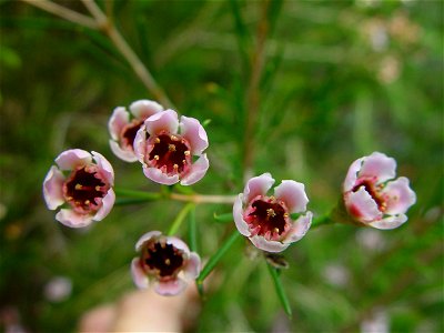 Image title: Geraldton wax opening Image from Public domain images website, http://www.public-domain-image.com/full-image/flora-plants-public-domain-images-pictures/flowers-public-domain-images-pictur photo