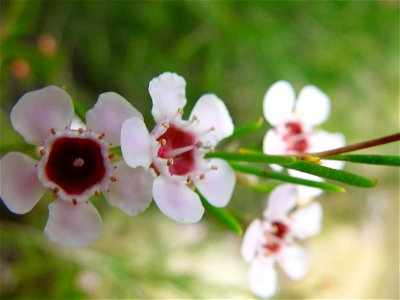 Image title: Gerladton wax flowers bloom
Image from Public domain images website, http://www.public-domain-image.com/full-image/flora-plants-public-domain-images-pictures/flowers-public-domain-images-