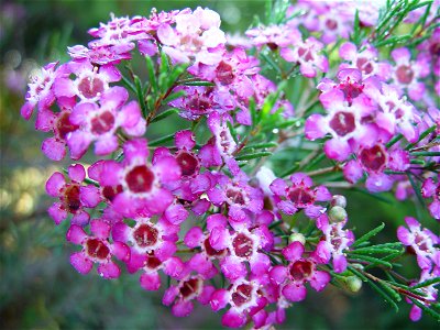 Image title: Mass of geraldton wax blossoms carramar Image from Public domain images website, http://www.public-domain-image.com/full-image/flora-plants-public-domain-images-pictures/flowers-public-do photo