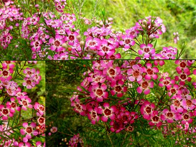 Image title: Masses of pink geraldton wax blooms kinross Image from Public domain images website, http://www.public-domain-image.com/full-image/flora-plants-public-domain-images-pictures/flowers-publi photo