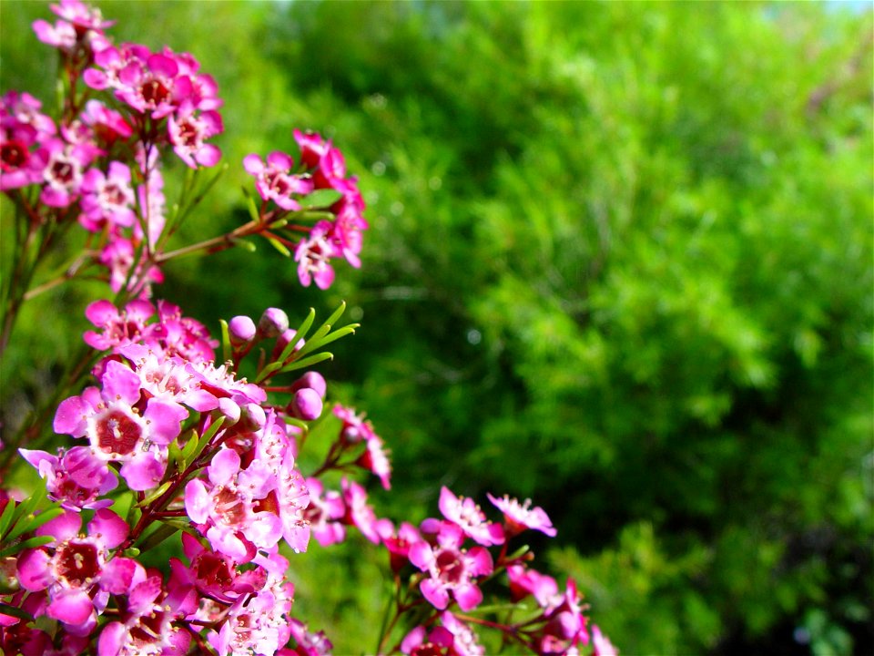 Image title: Pink geraldton flower Image from Public domain images website, http://www.public-domain-image.com/full-image/flora-plants-public-domain-images-pictures/flowers-public-domain-images-pictur photo