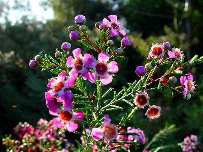 Image title: Pink geraldton in sunlight Image from Public domain images website, http://www.public-domain-image.com/full-image/flora-plants-public-domain-images-pictures/flowers-public-domain-images-p photo
