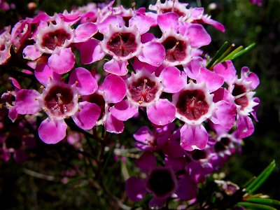 Image title: Purple geraldton wax flowers candlewood Image from Public domain images website, http://www.public-domain-image.com/full-image/flora-plants-public-domain-images-pictures/flowers-public-do photo