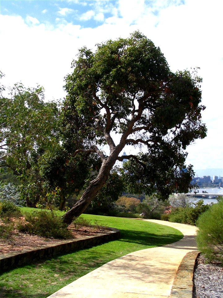 Red Flowering Gum (Corymbia ficifolia) tree leaning over sidewalk in Kings Park, Perth, Australia.