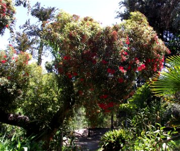 Corymbia ficifolia (Eucalyptus) — at the San Diego Botanic Garden, Encinitas, California, USA. Identified by sign. photo