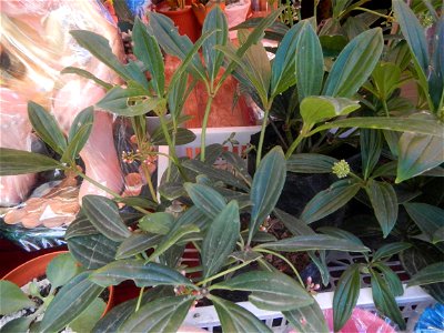 Medinilla in the Philippines  Medinilla speciosa    Medinilla magnifica in Poblacion, Baliuag, Bulacan Timeline of the 2020 coronavirus pandemic in the Philippines  2020 coronavirus pandemic in the Ph
