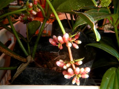 Medinilla in the Philippines  Medinilla speciosa    Medinilla magnifica in Poblacion, Baliuag, Bulacan Timeline of the 2020 coronavirus pandemic in the Philippines  2020 coronavirus pandemic in the Ph