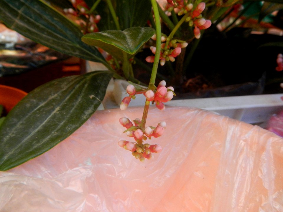Medinilla in the Philippines  Medinilla speciosa    Medinilla magnifica in Poblacion, Baliuag, Bulacan Timeline of the 2020 coronavirus pandemic in the Philippines  2020 coronavirus pandemic in the Ph