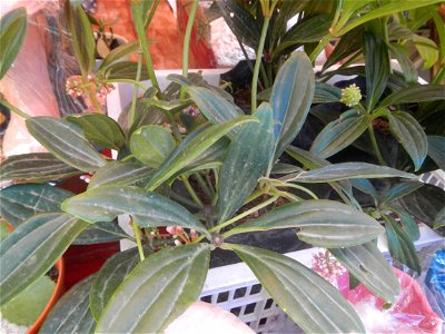 Medinilla in the Philippines  Medinilla speciosa    Medinilla magnifica in Poblacion, Baliuag, Bulacan Timeline of the 2020 coronavirus pandemic in the Philippines  2020 coronavirus pandemic in the Ph