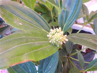Medinilla in the Philippines  Medinilla speciosa    Medinilla magnifica in Poblacion, Baliuag, Bulacan Timeline of the 2020 coronavirus pandemic in the Philippines  2020 coronavirus pandemic in the Ph