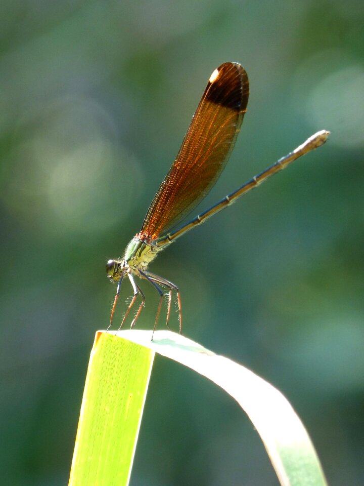 Damselfly calopteryx xanthostoma leaf