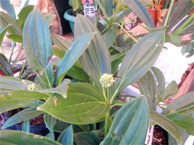Medinilla in the Philippines  Medinilla speciosa    Medinilla magnifica in Poblacion, Baliuag, Bulacan Timeline of the 2020 coronavirus pandemic in the Philippines  2020 coronavirus pandemic in the Ph