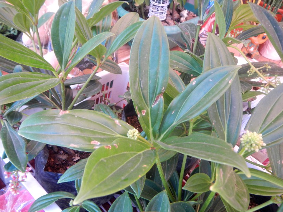 Medinilla in the Philippines  Medinilla speciosa    Medinilla magnifica in Poblacion, Baliuag, Bulacan Timeline of the 2020 coronavirus pandemic in the Philippines  2020 coronavirus pandemic in the Ph