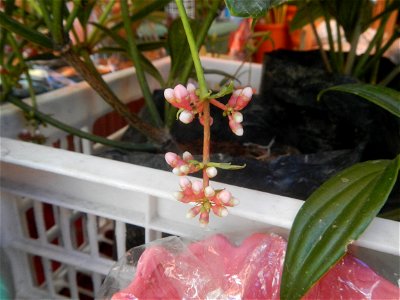 Medinilla in the Philippines  Medinilla speciosa    Medinilla magnifica in Poblacion, Baliuag, Bulacan Timeline of the 2020 coronavirus pandemic in the Philippines  2020 coronavirus pandemic in the Ph