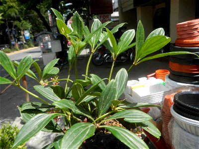 Medinilla in the Philippines  Medinilla speciosa    Medinilla magnifica in Poblacion, Baliuag, Bulacan Timeline of the 2020 coronavirus pandemic in the Philippines  2020 coronavirus pandemic in the Ph