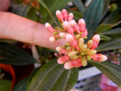 Medinilla in the Philippines  Medinilla speciosa    Medinilla magnifica in Poblacion, Baliuag, Bulacan Timeline of the 2020 coronavirus pandemic in the Philippines  2020 coronavirus pandemic in the Ph