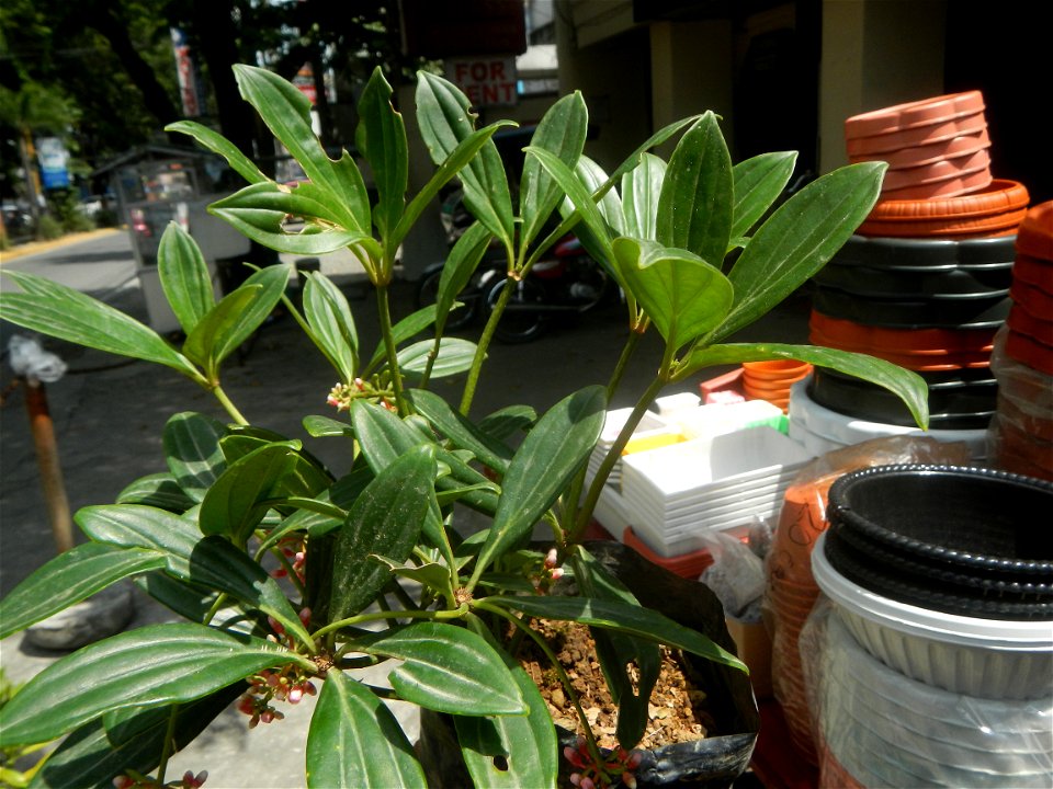 Medinilla in the Philippines  Medinilla speciosa    Medinilla magnifica in Poblacion, Baliuag, Bulacan Timeline of the 2020 coronavirus pandemic in the Philippines  2020 coronavirus pandemic in the Ph