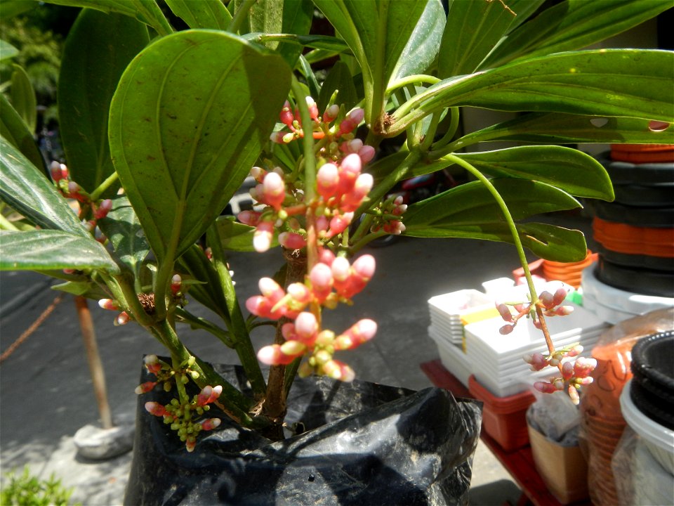 Medinilla in the Philippines  Medinilla speciosa    Medinilla magnifica in Poblacion, Baliuag, Bulacan Timeline of the 2020 coronavirus pandemic in the Philippines  2020 coronavirus pandemic in the Ph