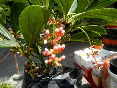 Medinilla in the Philippines  Medinilla speciosa    Medinilla magnifica in Poblacion, Baliuag, Bulacan Timeline of the 2020 coronavirus pandemic in the Philippines  2020 coronavirus pandemic in the Ph